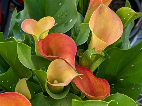 Calla Lilies - campestre.al.gov.br