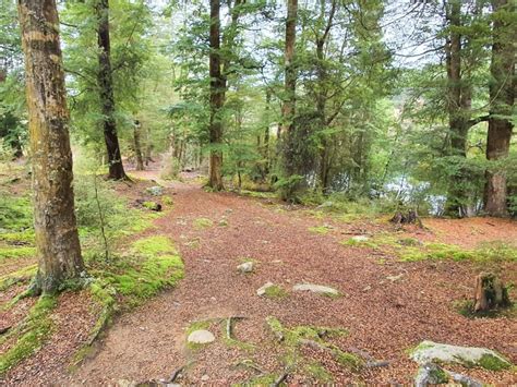 Circle Track is a free walk in Manapouri | Best walk details here