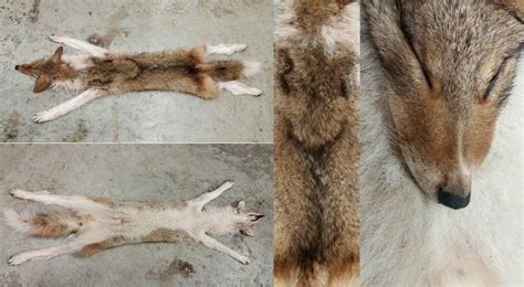 Piebald Coyotes on Oddball-Coyotes - DeviantArt | Melanistic animals, Coyote, Melanistic