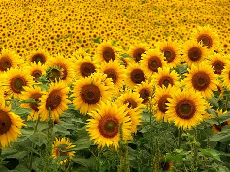 Beautiful Sunflowers Field Wallpaper [1280x960]