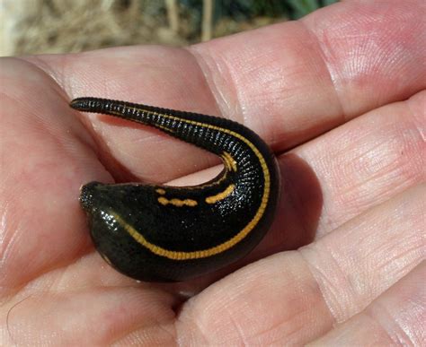 All About Leeches | Montana Public Radio