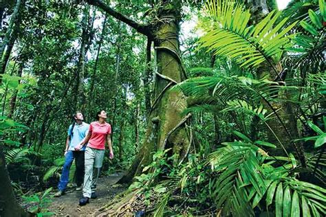 Cairns Rainforest Tours - Cairns Tours Advice & Booking Center