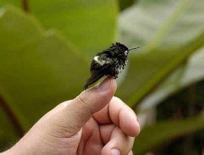 Cuban Bee Hummingbird is the smallest bird | Aves exóticas, Pássaros bonitos, Pássaros pequenos