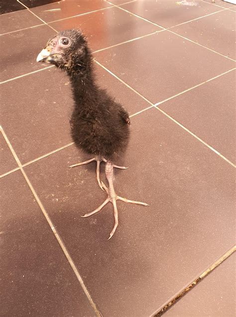 Baby Pukeko, aka alien monster. Photo credit Dunedin Bird Rescue currently looking after this ...