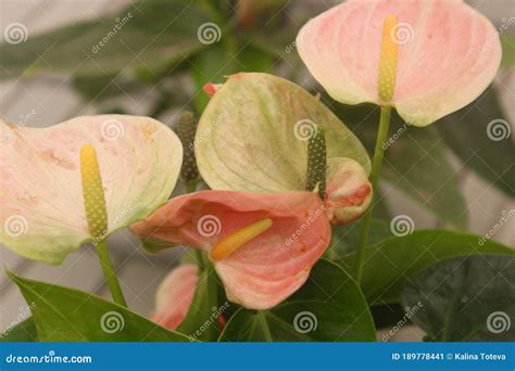 Pink Kalia Flower. Summer Colours. Stock Image - Image of blue, breeze: 189778441