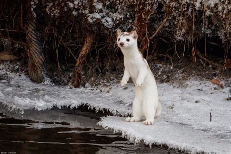 Long-tailed Weasel (winter)-2 - Birds Calgary