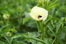 Okra Plant Free Stock Photo - Public Domain Pictures