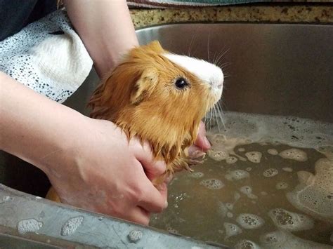 How to Give a Guinea Pig a Bath | Guinea Pig Tips