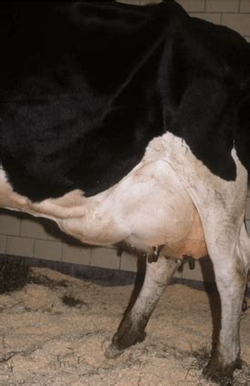 Causes Of Udder Oedema In Dairy Cows - All About Cow Photos