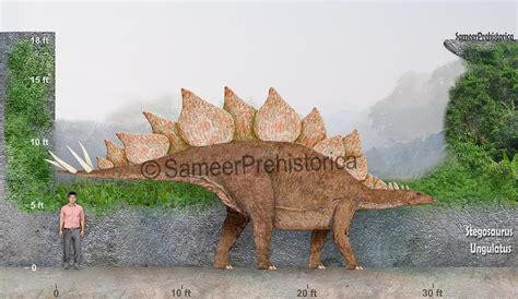 Stegosaurus Size by SameerPrehistorica on DeviantArt