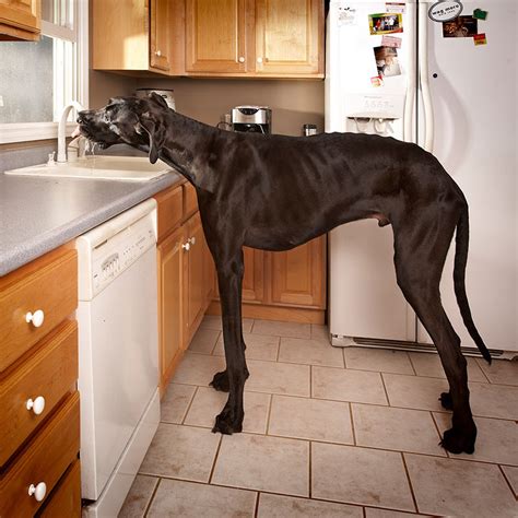 In Memory of Zeus, the Tallest Dog Ever Measured by Guinness ...