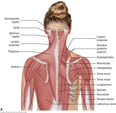 Diagram Of Back Of Head And Neck