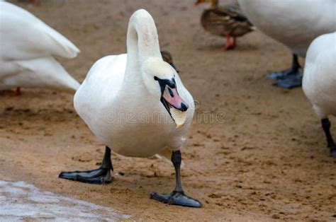 White Swan in Early Winter, Eating Bread, on the River Bank Stock Photo - Image of swan ...