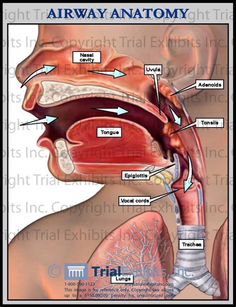 Airway Anatomy Diagram