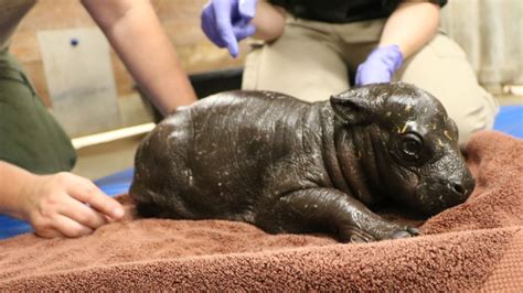 Baby Pygmy Hippo Born at Franklin Park Zoo for the 1st Time – NBC Boston