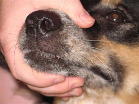 Canine Papilloma – 5 Facts About Dog Warts | Nzymes