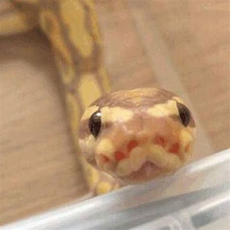 Photo Cute Funny Animals, Animals And Pets, Pretty Snakes, Beautiful ...