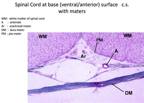 Meninges of Spinal Cord | Anatomía