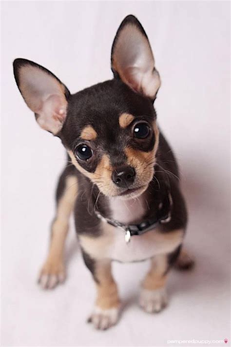 Pin by Nastassia David on My little dog - a heartbeat at my feet. | Chihuahua puppies, Cute ...