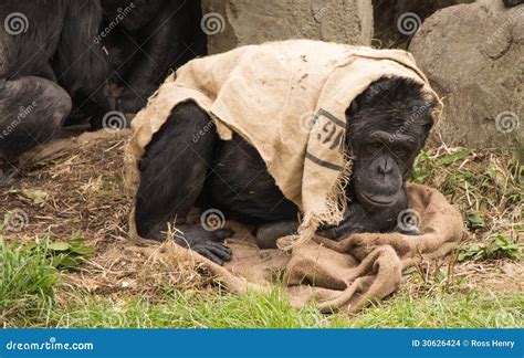 Monkey in Bed stock photo. Image of cover, shelter, animal - 30626424