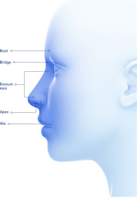 The nose - Anatomy of the paranasal sinuses