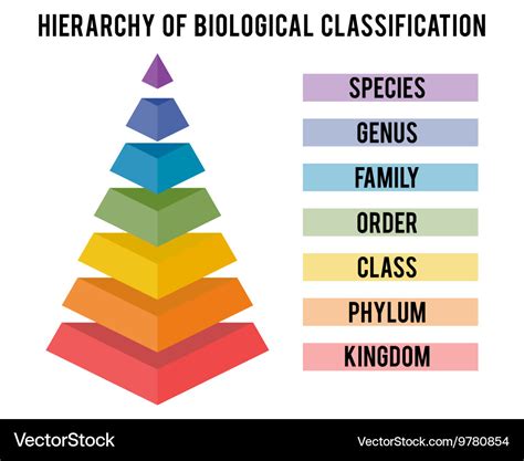 With major taxonomic ranks Royalty Free Vector Image