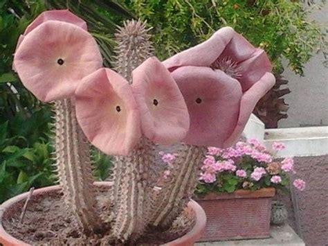 Hoodia Gordonii ~ Amazing Stapelia Succulent ~ Very Rare Unusual Wonder Plant 5 Seeds ~ | tutto ...