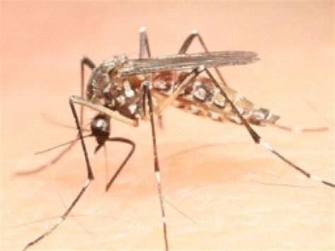 A dengue é uma doença causada por vírus
