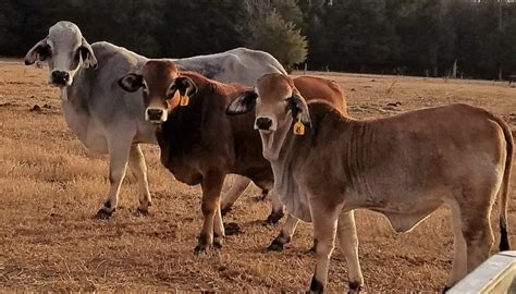 Brahman Cattle Breed – Everything You Need to Know