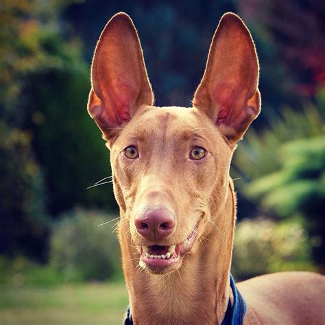 Pharaoh Hound Qairo. Handsome boy at 10 months. | Pharaoh hound, Pharaoh hound puppies, Cute dogs