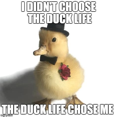 the duck life - Imgflip