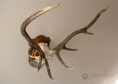 Red Stag Antlers For Sale