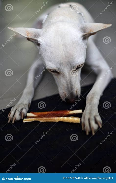 A White Female Dog is Having Her Training Lesson. Stock Photo - Image ...