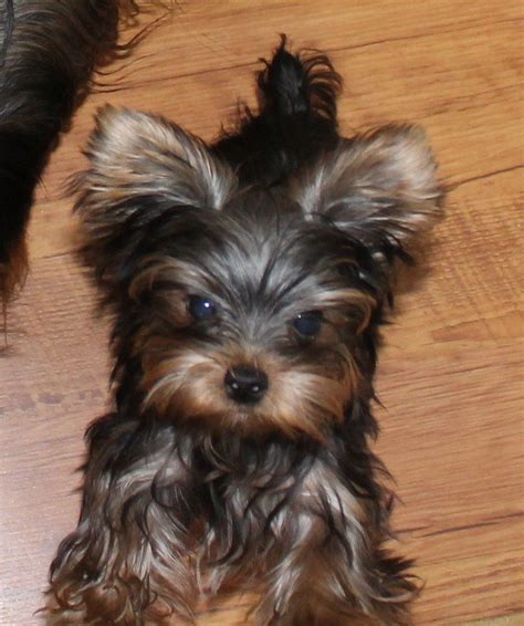 Boy Teacup Yorkie Names | Teacup Yorkie