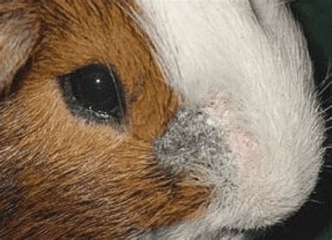 Does My Guinea Pig Have Ringworm or Mites? - The Guinea Pig Expert: