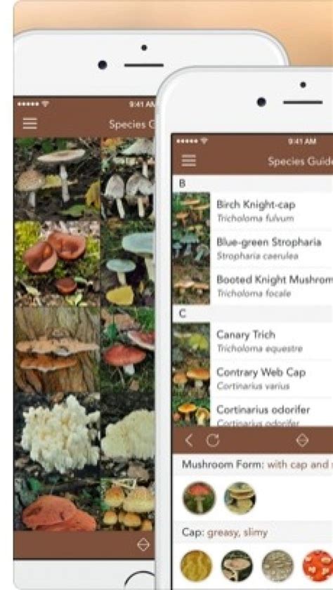 7 Best Mushrooms Identification Apps for Android & iOS | Freeappsforme - Free apps for Android ...