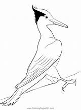 Pin On Woodpeckers Coloring Pages sketch template