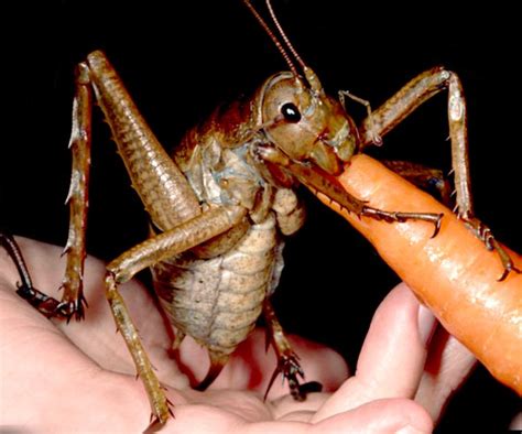 Claims to be the largest bug in the world, the giant weta. But their is a debate about it being ...