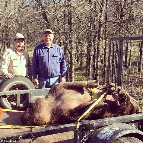 Hunters capture hog weighing nearly 800 POUNDS in Texas | Daily Mail Online