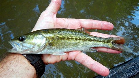 How to Identify All 9 Species of Black Bass - Wired2Fish.com