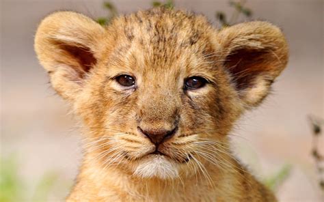 adorable lion cub - Lion cubs Photo (37858577) - Fanpop