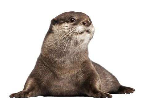 Sea otter png png download