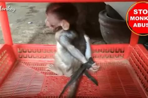 Styles At Life: Baby Monkey Abuse Cruelty Video