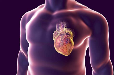 Coronary Arteries: Anatomy and Function