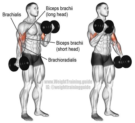 Dumbbell curl. An isolation exercise. Target muscle: Biceps Brachii. Synergists | Dumbbell workout