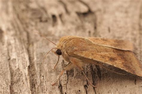 Closeup on a Lightbrown Cotton Bollworm Owlet Moth, Helicoverpa Armigera Sitting on Wood Stock ...