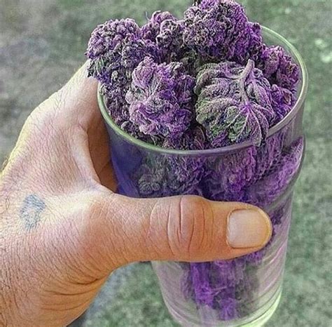 Purple Mood : r/weed