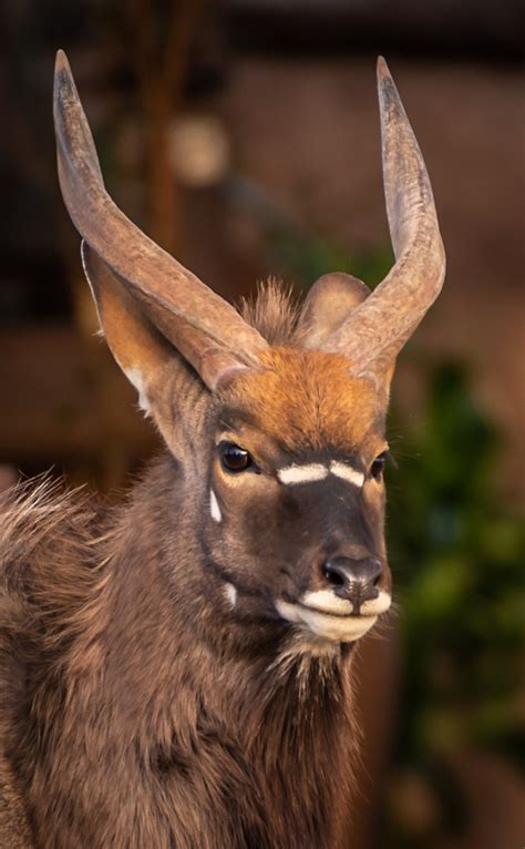 Nyala, antelope, africa, safari, south africa - free image from needpix.com