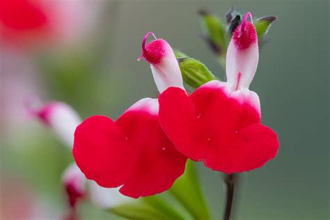 Salvia 'Hot Lips' Plant Care & Growing | Horticulture.co.uk