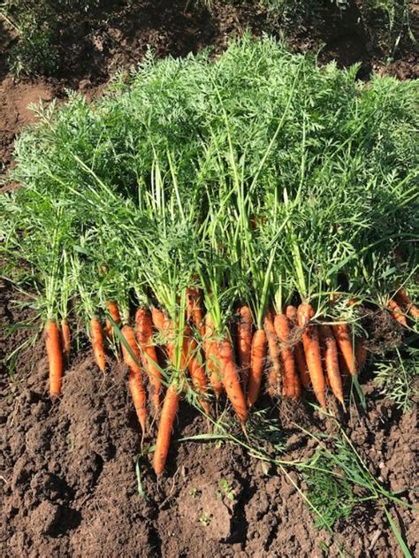 Small scale organic carrot production - MSU Extension